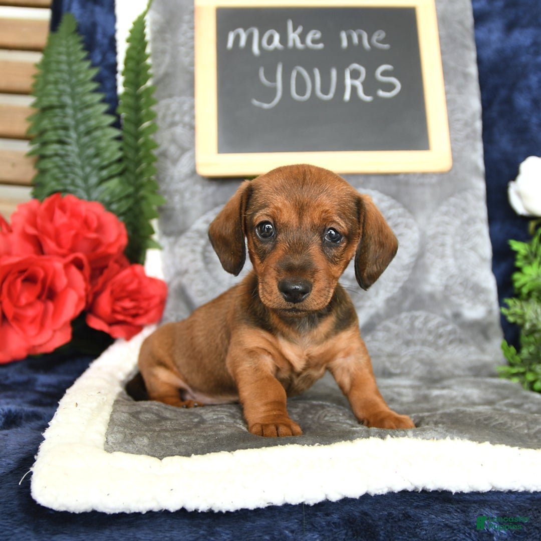 Miniature Dachshund dogs for sale: Patrick - Image 15