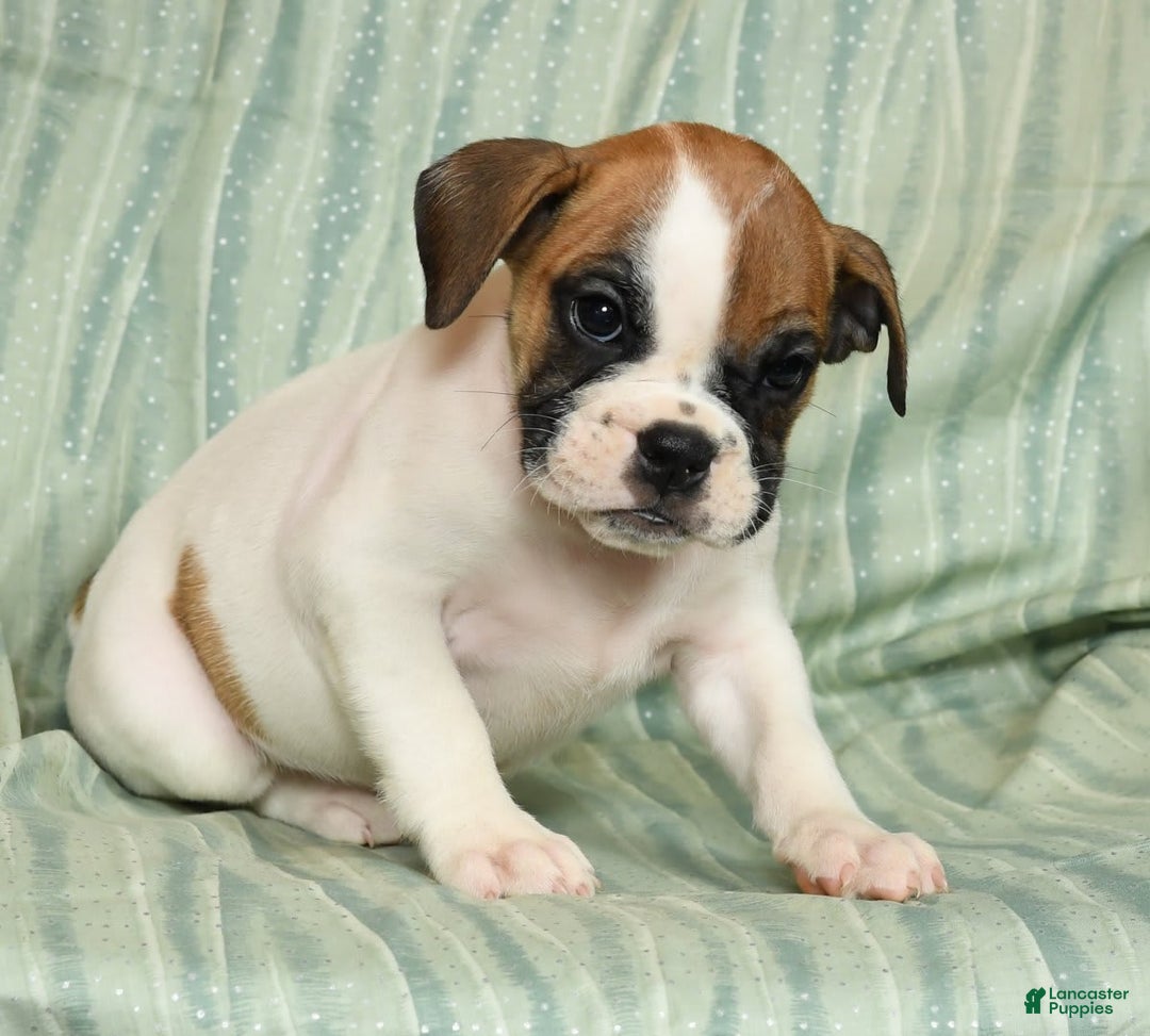 Beabull dogs for sale: Kaitlyn - Image 1