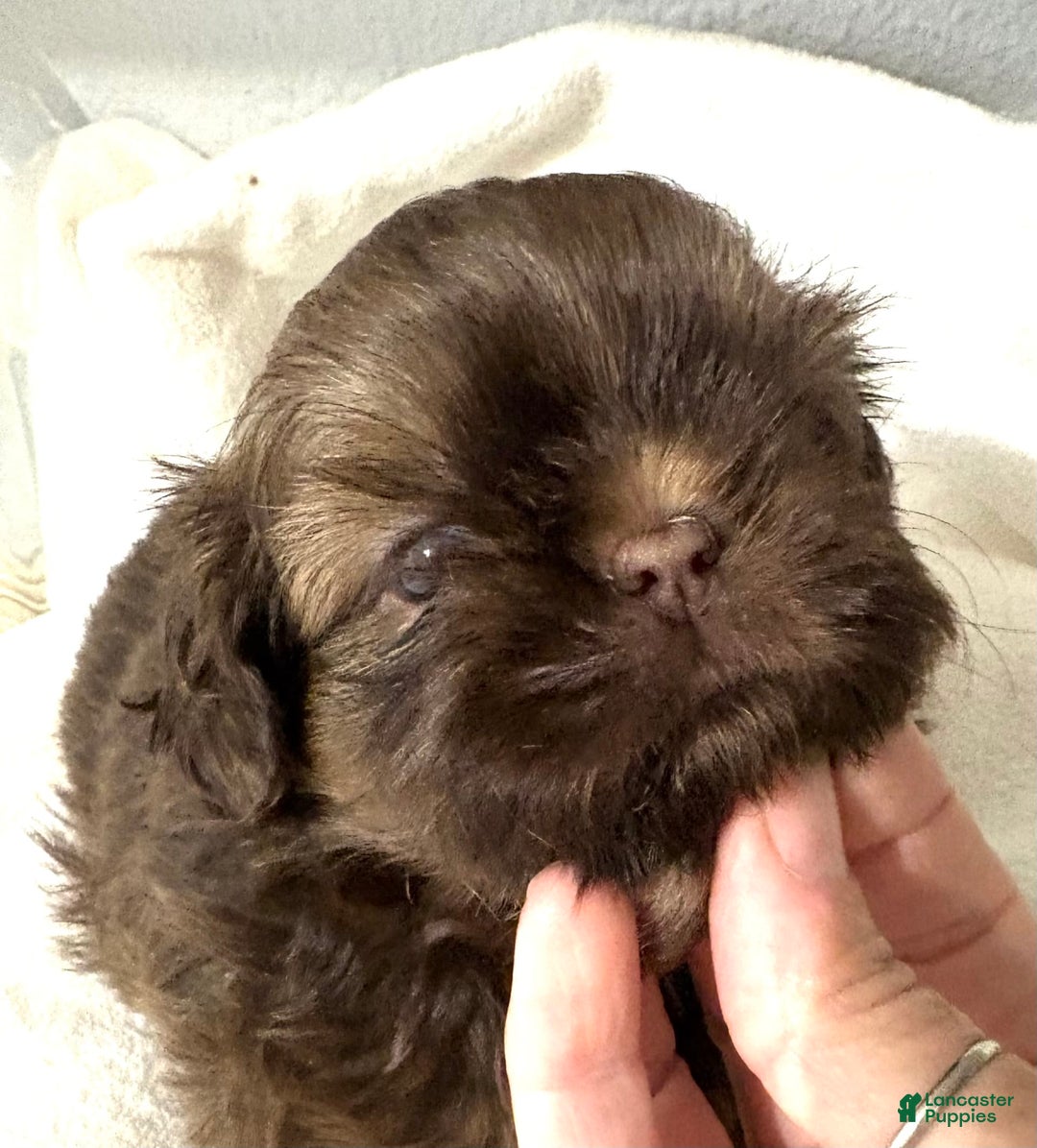 Shih Tzu dogs for sale: Karlton - Image 10