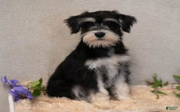 Miniature Schnauzer dogs for sale: Jojo - Image 3