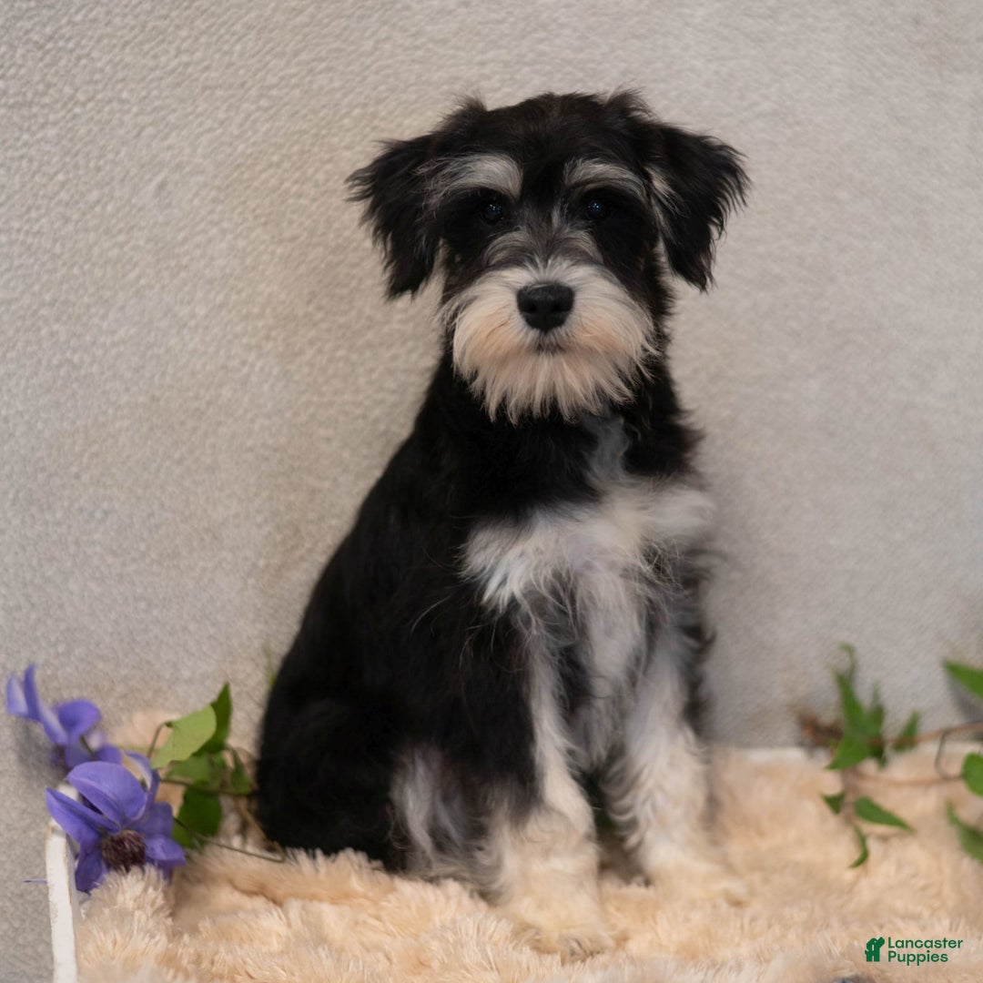 Miniature Schnauzer dogs for sale: Jojo - Image 3