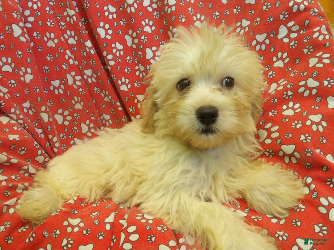 Aussiedoodle dogs for sale: SNOW - Image 1