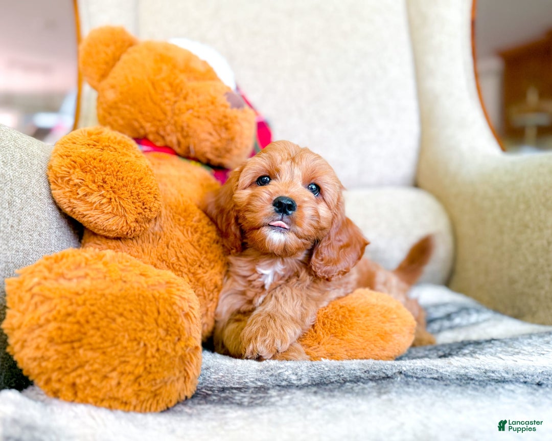 Cavapoo dogs for sale: Ivory - Image 9