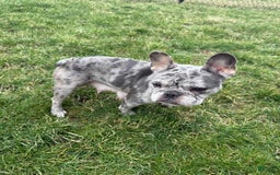 French Bulldog dogs for sale: Avery - Image 15