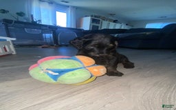 Bernedoodle dogs for sale: Baby Rocky - Image 3