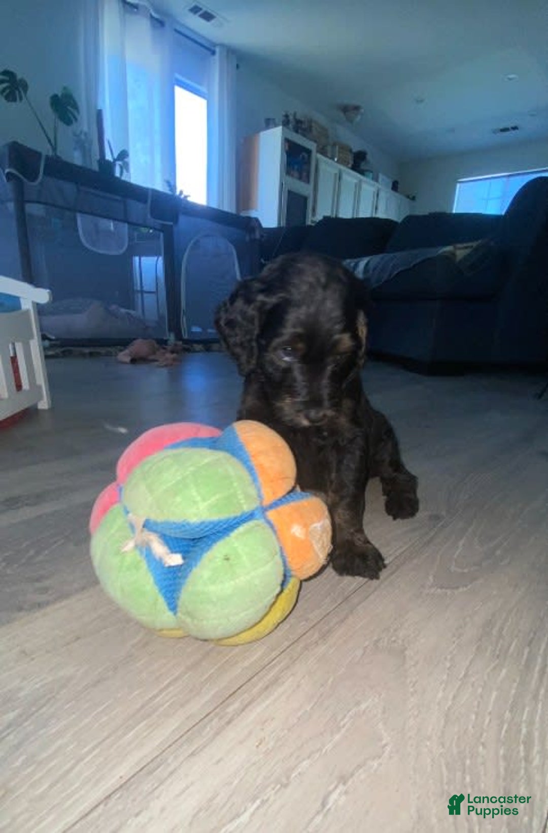 Bernedoodle dogs for sale: Baby Rocky - Image 3