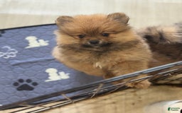 Pomeranian dogs for sale: Maximus - Image 3