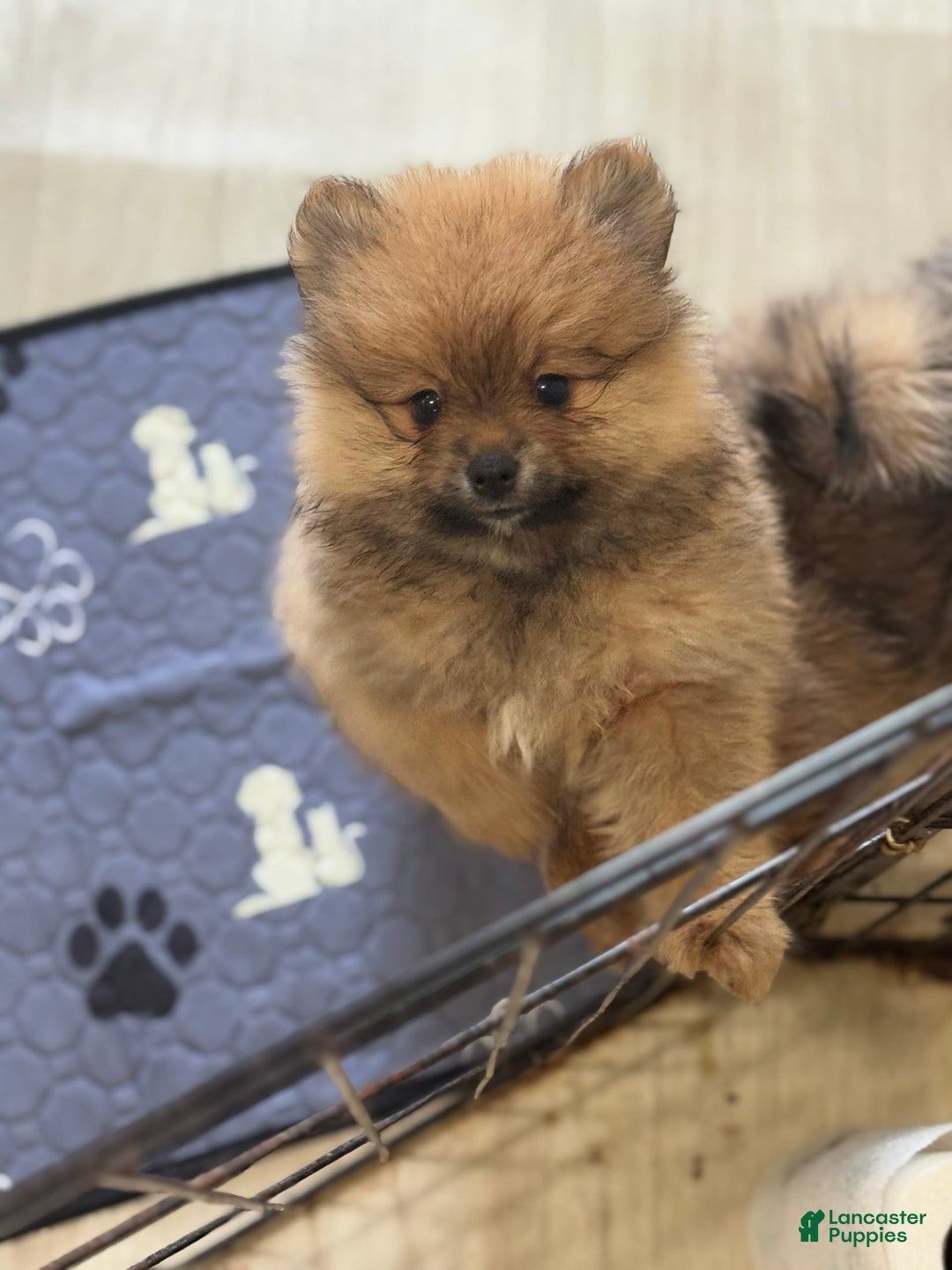 Pomeranian dogs for sale: Maximus - Image 3