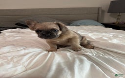 French Bulldog dogs for sale: Lilly - Image 7