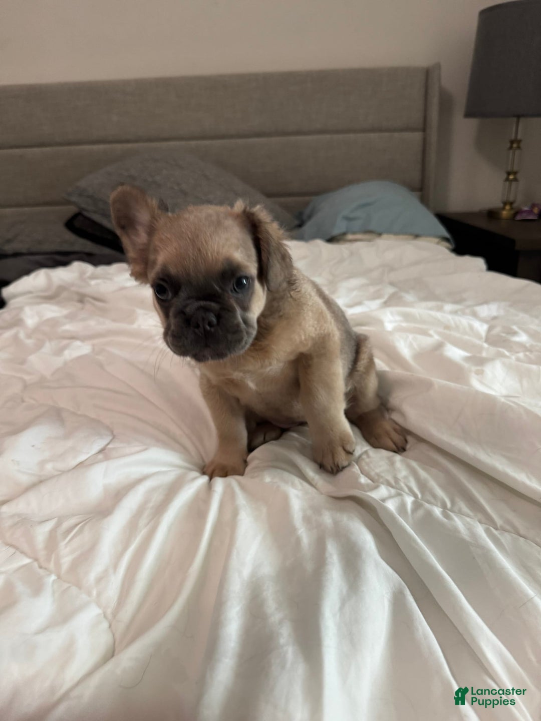 French Bulldog dogs for sale: Lilly - Image 7