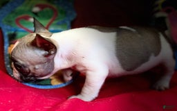 French Bulldog dogs for sale: Luke - Image 3