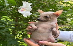 Chihuahua dogs for sale: Splinter - Image 13