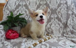 Welsh Corgi Pembroke dogs for sale: Kory - Image 4