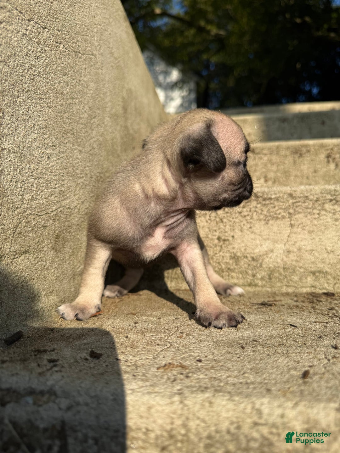 Pug dogs for sale: Zoey - Image 2
