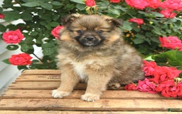Pomeranian dogs for sale: Jill - Image 8