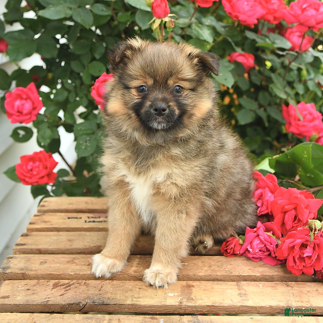 Pomeranian dogs for sale: Jill - Image 8