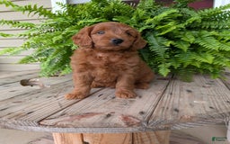 Mini Goldendoodle dogs for sale: Mini-logan - Image 28
