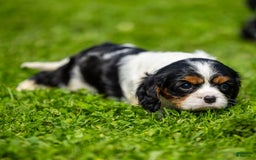 Cavalier King Charles Spaniel dogs for sale: Niki - Image 2