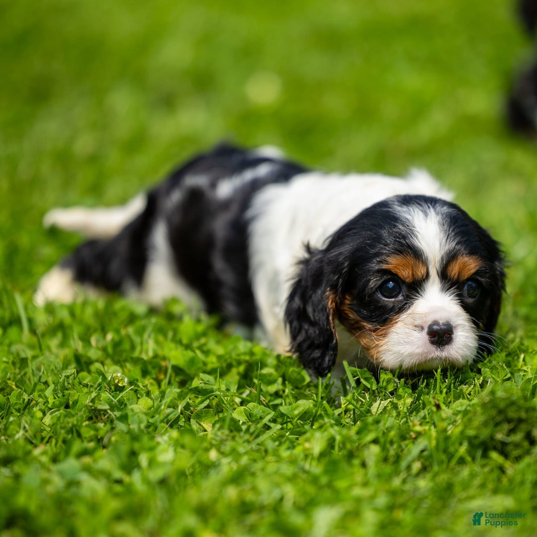 Cavalier King Charles Spaniel dogs for sale: Niki - Image 2