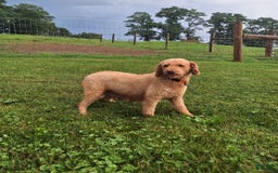 Mini Goldendoodle dogs for sale: Marble - Image 7