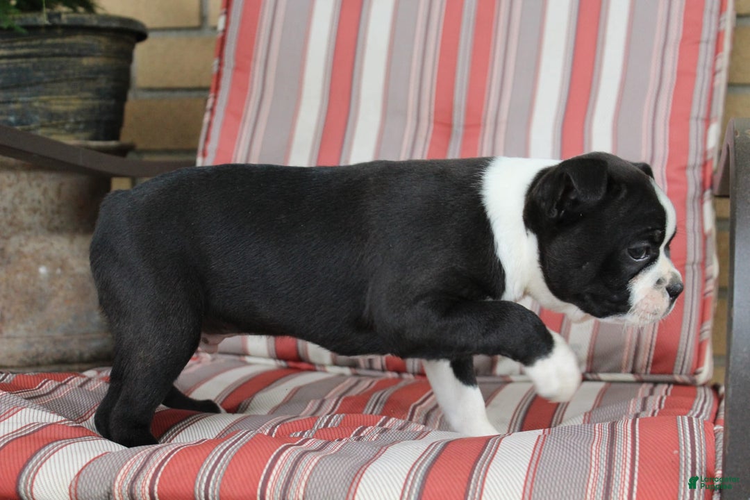 Frenchton dogs for sale: Charger - Image 3