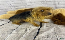 Yorkshire Terrier dogs for sale: Dallas - Image 11