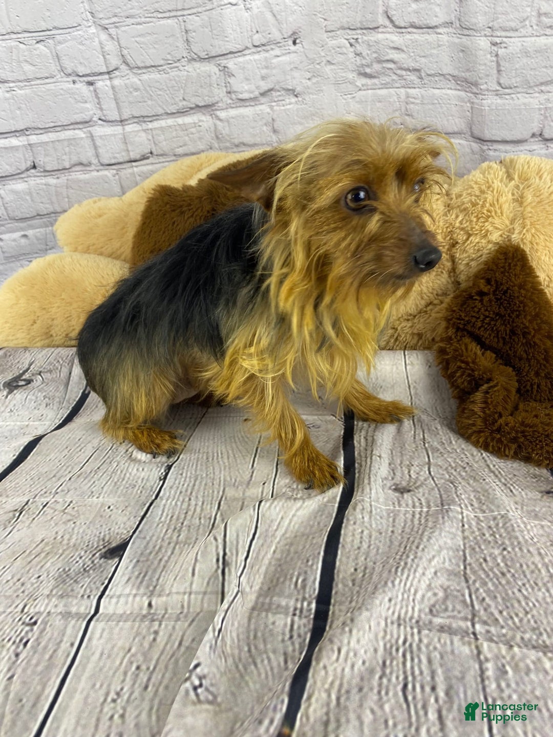 Yorkshire Terrier dogs for sale: Dallas - Image 11