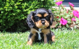 Cavalier King Charles Spaniel dogs for sale: Rex - Image 11
