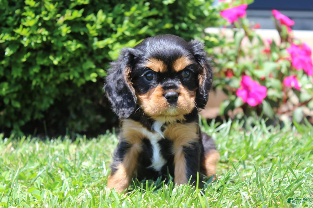 Cavalier King Charles Spaniel dogs for sale: Rex - Image 11