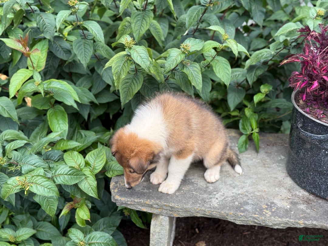 Collie dogs for sale: Aster - Image 7