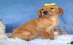 Labrador Retriever dogs for sale: Red Fox Geo - Image 18