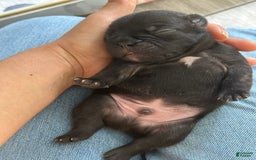 French Bulldog dogs for sale: Thomas - Image 2