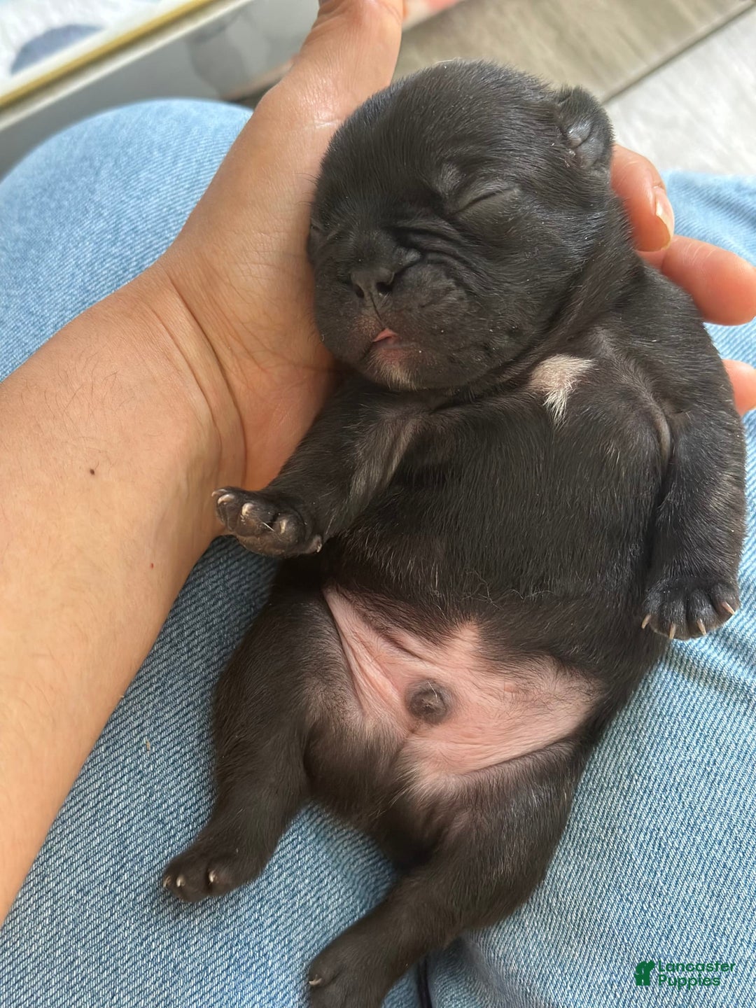 French Bulldog dogs for sale: Thomas - Image 2