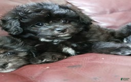 Shihpoo dogs for sale: Pomshihpoo Male Puppy🖤 - Image 1