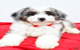 Mini Aussiedoodle dogs for sale: Logan - Image 1