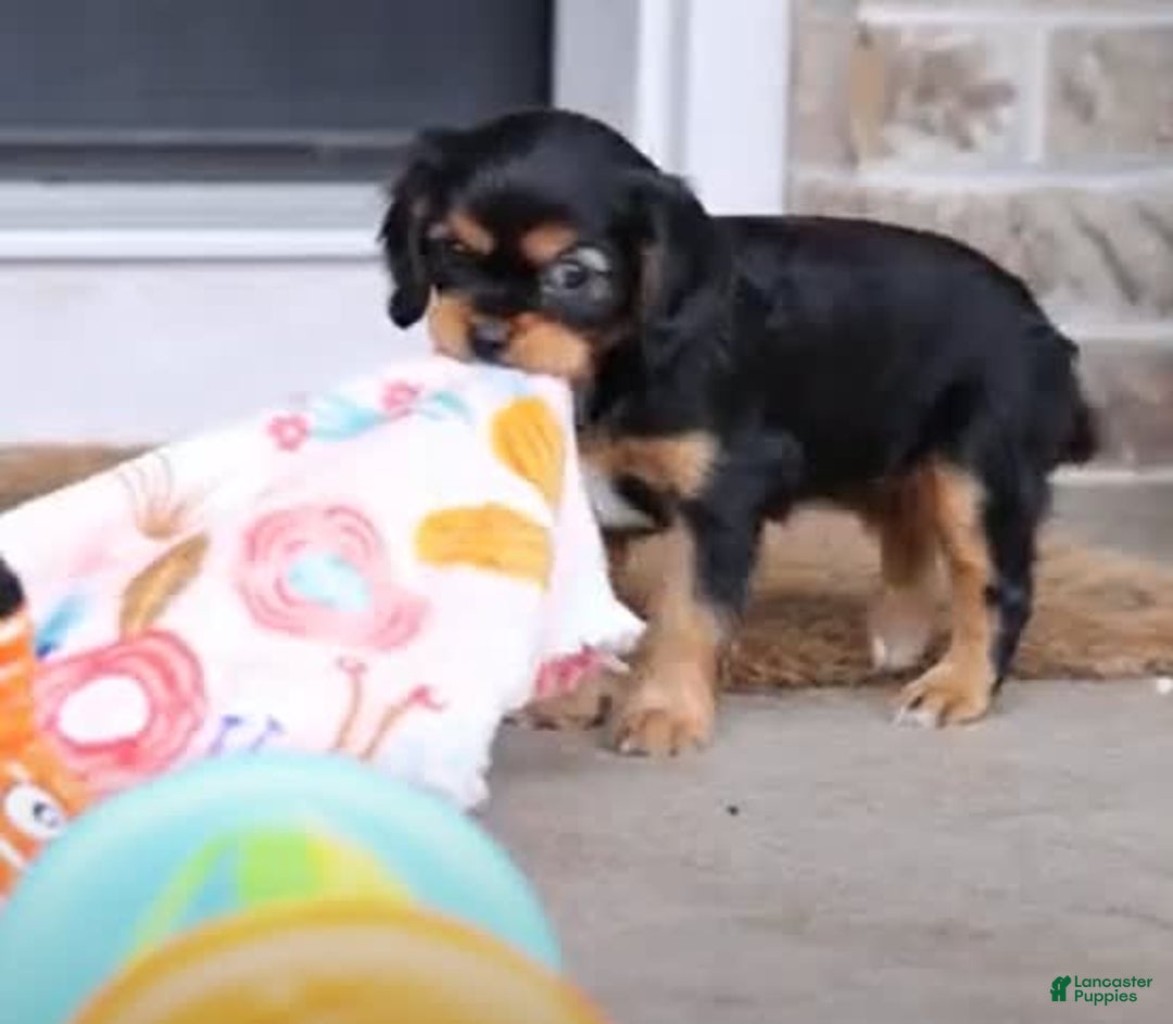 Cavalier King Charles Spaniel dogs for sale: Theo - Image 1