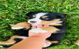 Bernese Mountain Dog dogs for sale: Meghan - Image 3