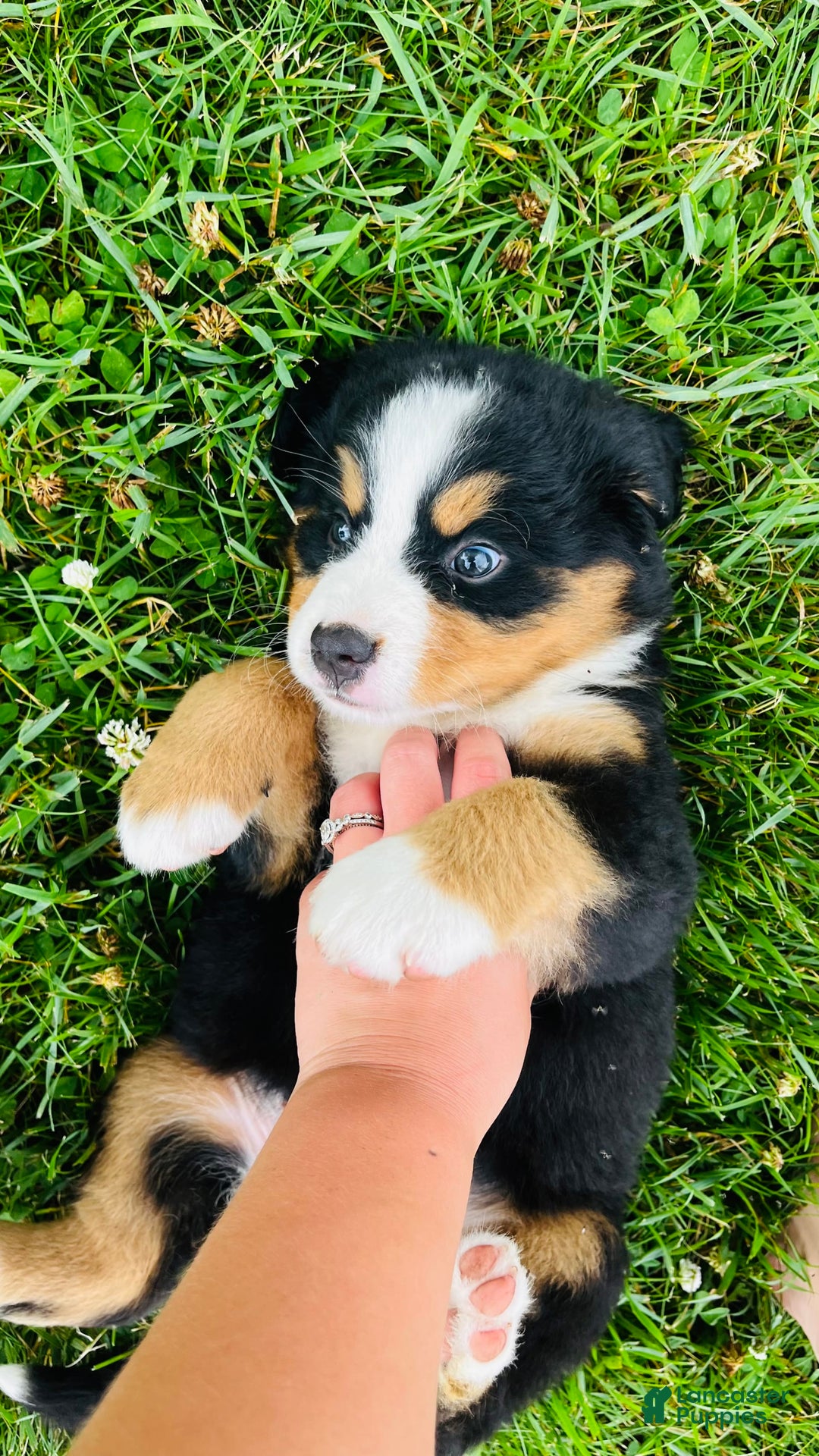Bernese Mountain Dog dogs for sale: Meghan - Image 3