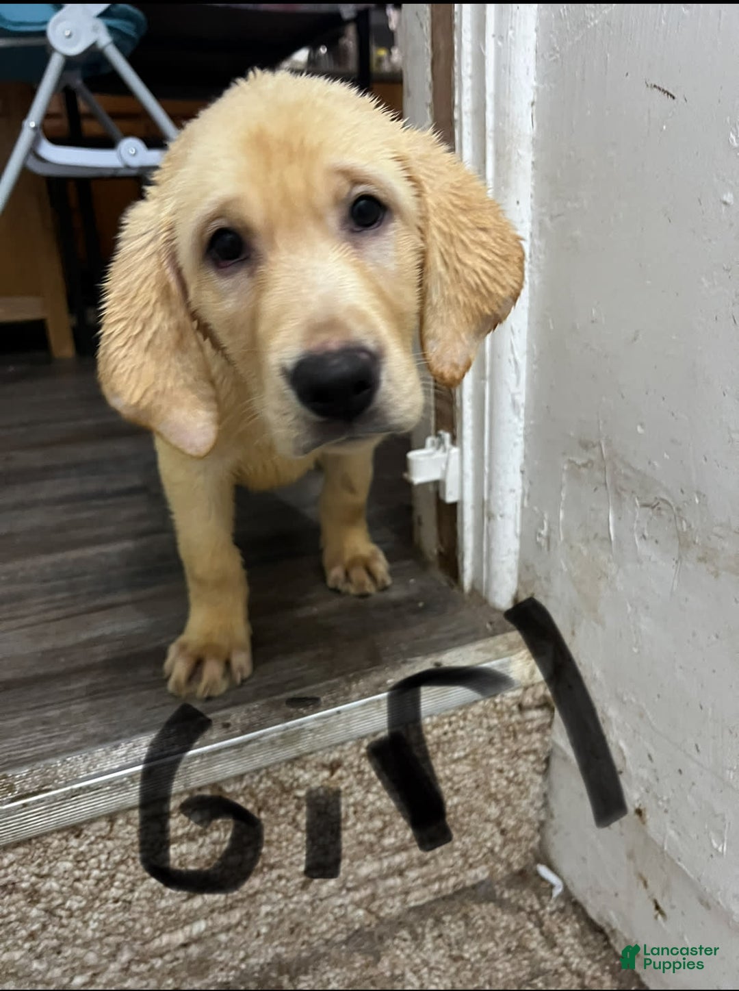 Labrador Retriever dogs for sale: Sparkle - Image 2