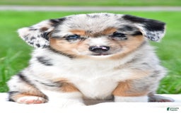 Australian Shepherd dogs for sale: Bella - Image 1