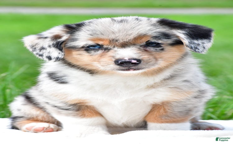 Australian Shepherd dogs for sale - Ad 2