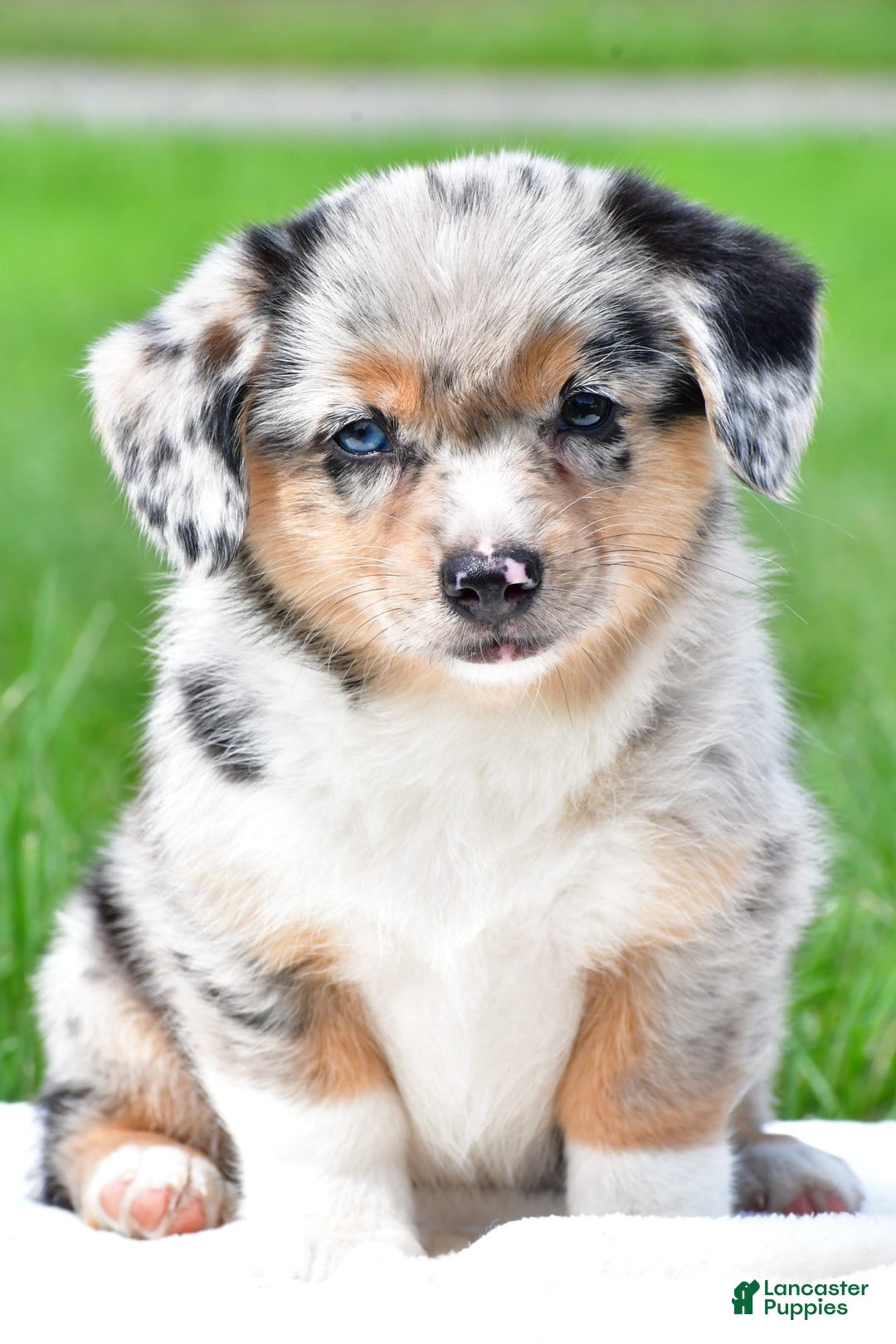 Australian Shepherd dogs for sale: Bella - Image 1