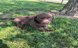 Labrador Retriever dogs for sale: Skylar - Image 3