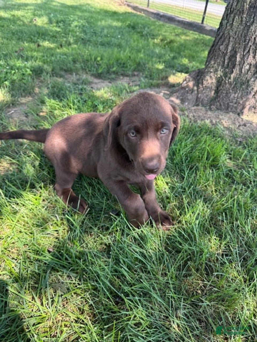 Labrador Retriever dogs for sale: Skylar - Image 3