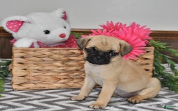 Pug dogs for sale: Sweetie - Image 4
