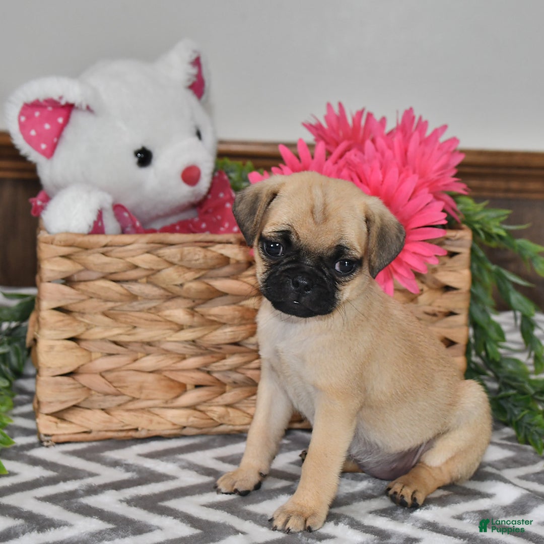 Pug dogs for sale: Sweetie - Image 4