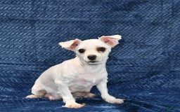Maltese dogs for sale: Gus - Image 6