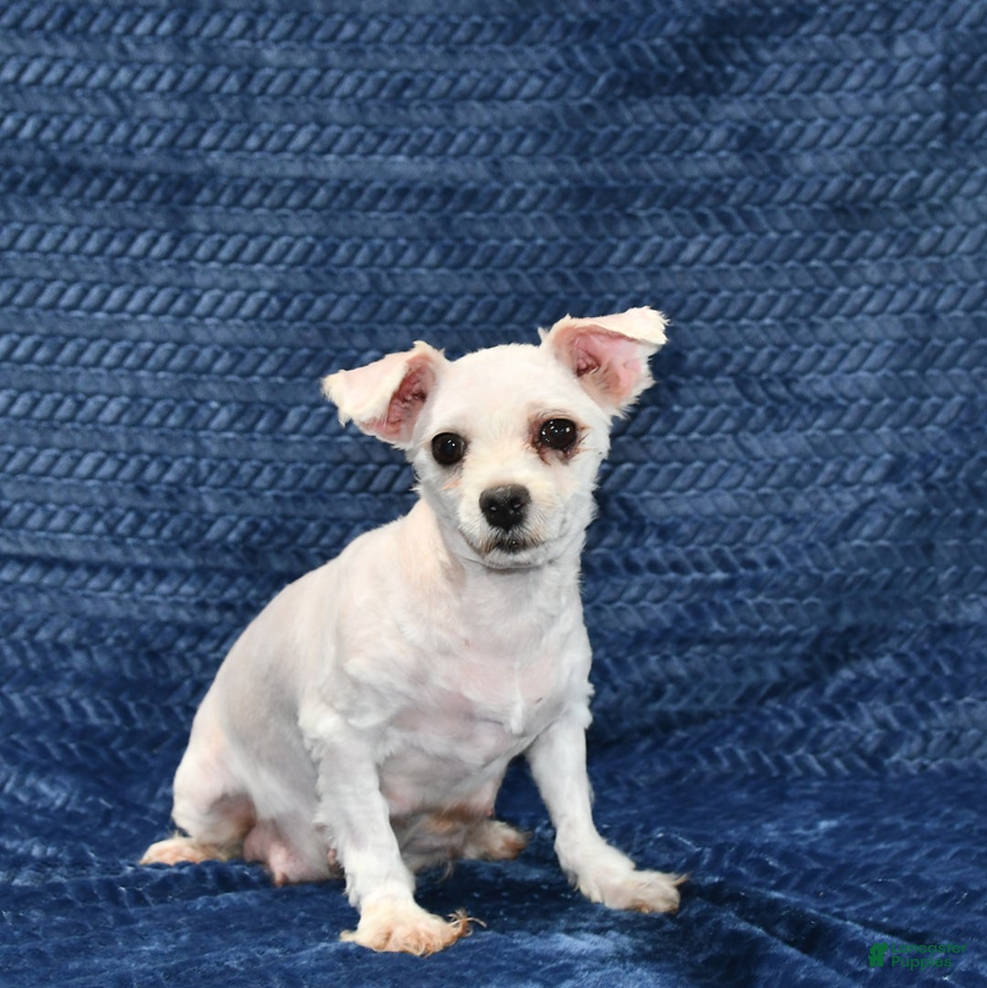 Maltese dogs for sale: Gus - Image 6