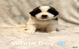 Saint Bernard dogs for sale: 14 Saints Available - Image 3