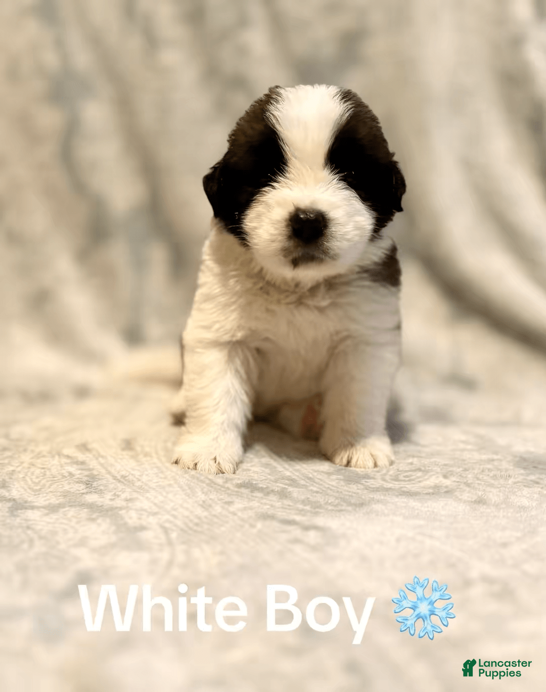 Saint Bernard dogs for sale: 14 Saints Available - Image 3